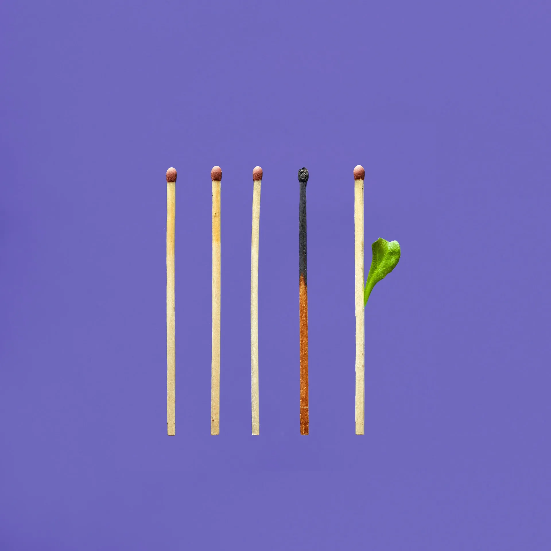 A row of five wooden matchsticks on a purple backdrop with three unlit matches a charred matchstick and one match with a fresh green leaf sprout symbolizing burnout and renewal