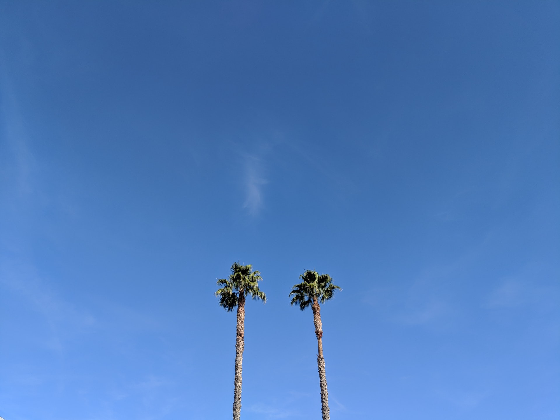 Two slender palm trees rising into a bright cloudless blue sky