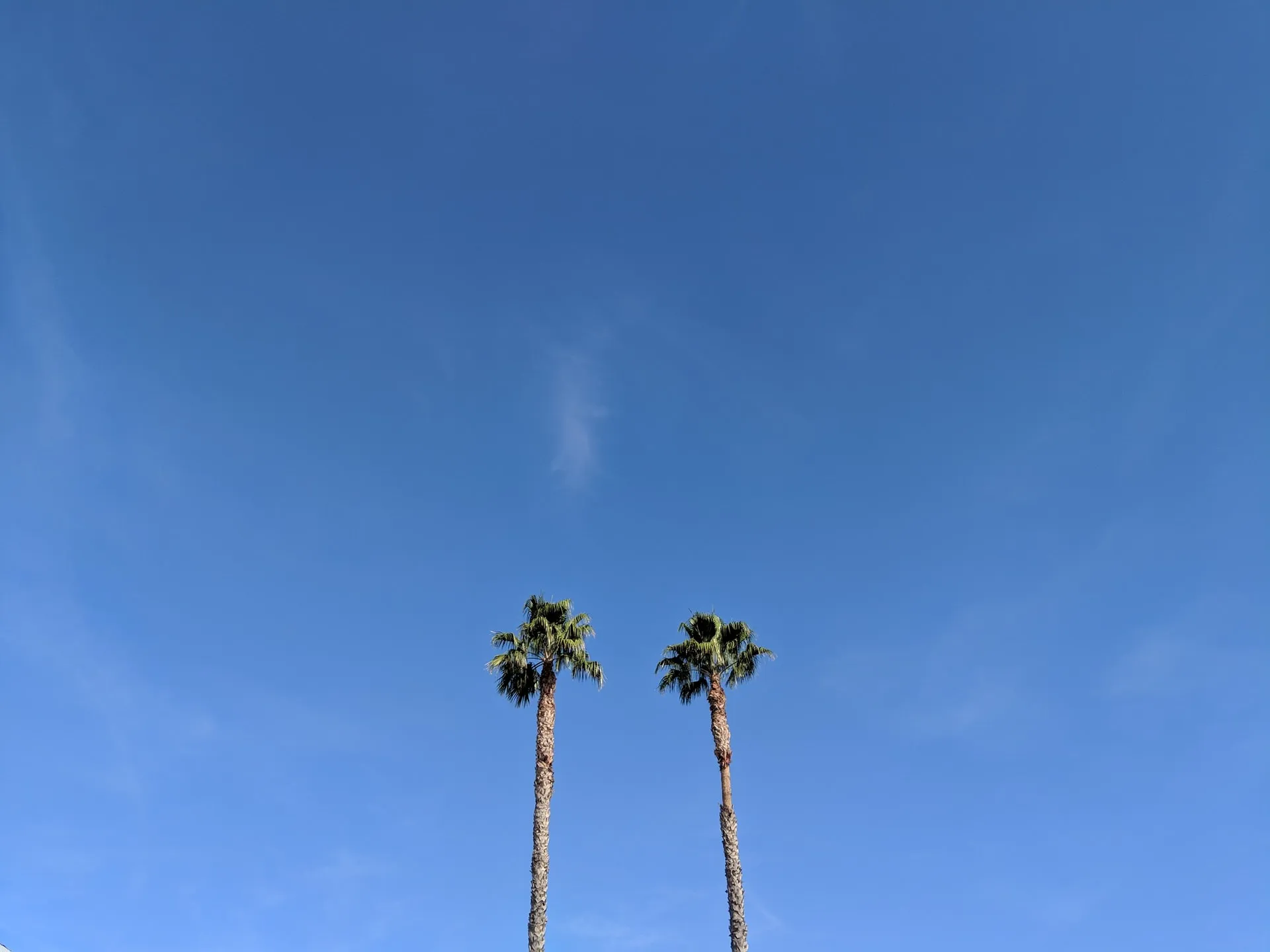 Two slender palm trees rising into a bright cloudless blue sky